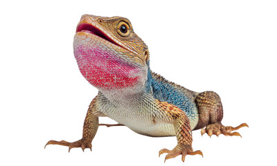 Fototapeta premium Colorful Lizard with Pink Throat