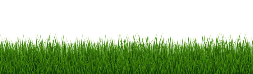 Green Grass Border Isolated And White Background