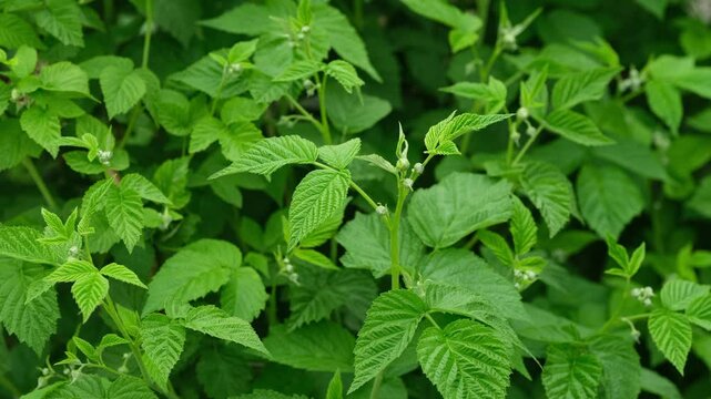 A raspberry bush with no berries on it during spring. Close up.