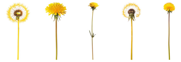 Dandelion Evolution Stages from Bud to Mature Flower with Seeds, Isolated on Transparent, white background