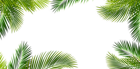 Green Palm Branch Border Isolated White Background