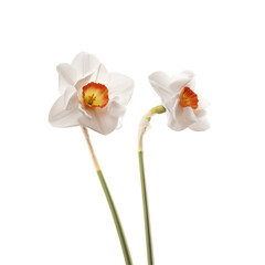 Fototapeta premium Pair Of Daffodils With Orange Centers Side isolated on a transparent background
