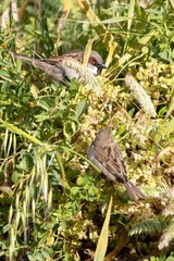 House Sparrows (Passer domesticus) perched on green and yellow plants. Vertical close-up shot, vibrant natural setting, perfect for nature and wildlife themes