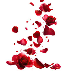 Rose Petals Falling (2)