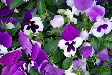Pansies with white purple blossoms