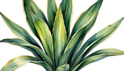 a watercolor clipart illustration of a sansevieria, its sword like leaves etched against the white backdrop of a clear canvas, exudes elegance and tranquility.