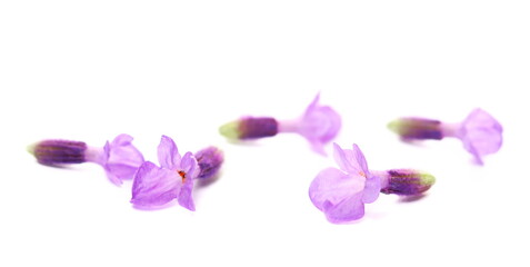 Close up lavender flowers, isolated on white background