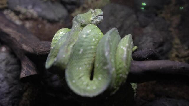 Green viper snake head on branch side view with black background, viper snake ready to attack, blue insularis snake, close-up animal.