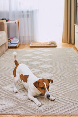 Cute dog Jack Russell terrier stretches at home, ready for play. Pet at morning. Copy space