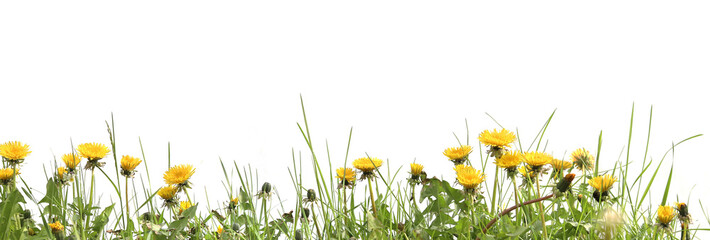 Border of flowers Dandelions and grass isolated on white background. Meadow flowers Dandelions Taraxacum.