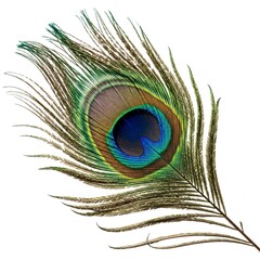 Obraz premium nemali pincham/ peacock feather isolated