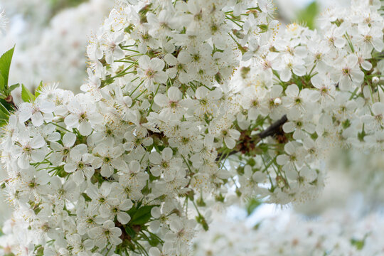 A close-up of a cherry tree branch densely covered with delicate white blossoms and green leaves, illuminated by soft daylight. Spring renewal, botanical beauty, and seasonal nature advertising