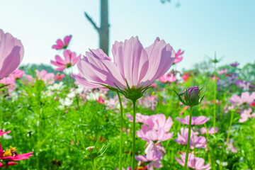 Obraz premium Field of Pink cosmos flowers blooming in garden,wild pink cosmos flowers in spring day,autumn season.
