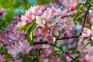 Close-up of vibrant pink apple blossoms in full bloom with soft green foliage in the background, bathed in golden hour light. Spring, natural beauty, renewal, wellness, and seasonal marketing