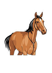 Portrait of a brown horse