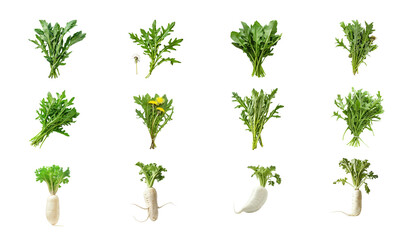 Fresh Green Leafy Vegetables png Pack