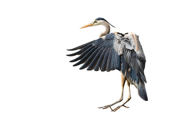 Great Blue Heron (Ardea herodias) Photo, in Flight on an Isolated Transparent PNG Background