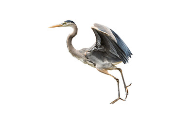 Great Blue Heron (Ardea herodias) Photo, in Flight on an Isolated Transparent PNG Background
