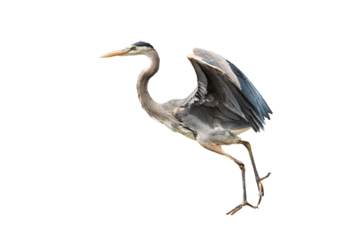 Great Blue Heron (Ardea herodias) Photo, in Flight on an Isolated Transparent PNG Background
