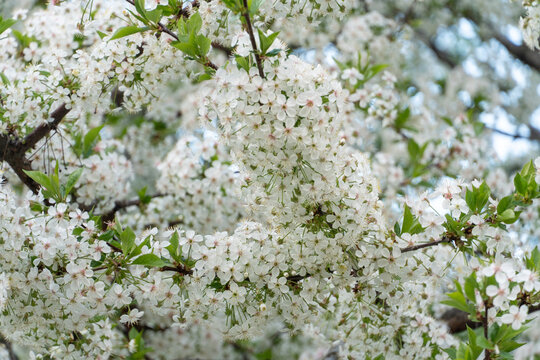 A close-up of a cherry tree branch densely covered with delicate white blossoms and green leaves, illuminated by soft daylight. Spring renewal, botanical beauty, and seasonal nature advertising