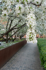 Blooming cherry trees arch over a modern paved walkway in a landscaped urban courtyard. Seasonal transformation, eco-friendly urban design, and the integration of nature in city architecture