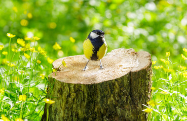 Little bird perching on stump on yellow flowers background. Great tit. Summer time