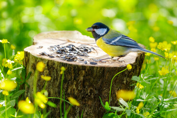 Bird feeding on a bird feeder with sunflower seeds. Great tit. Summer time