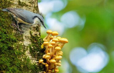 little bird perching on tree with edible mushrooms . Nuthatch © Nitr
