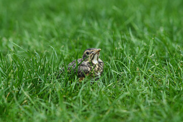 American robin chick in the grass.