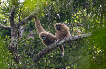 thai gibbons were hanging on high tree, Kaeng Krachan National Park