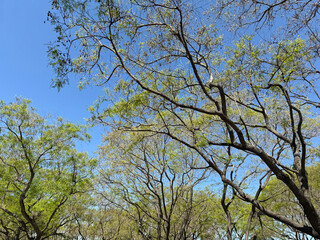 Springtime trees under blue sky