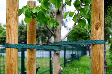 tree stake, tie and support. stabilization device. wood posts surrounding young tree. flat fabric rope fastening and stabilizing the tree trunk in vertical position. nature, gardening and landscaping