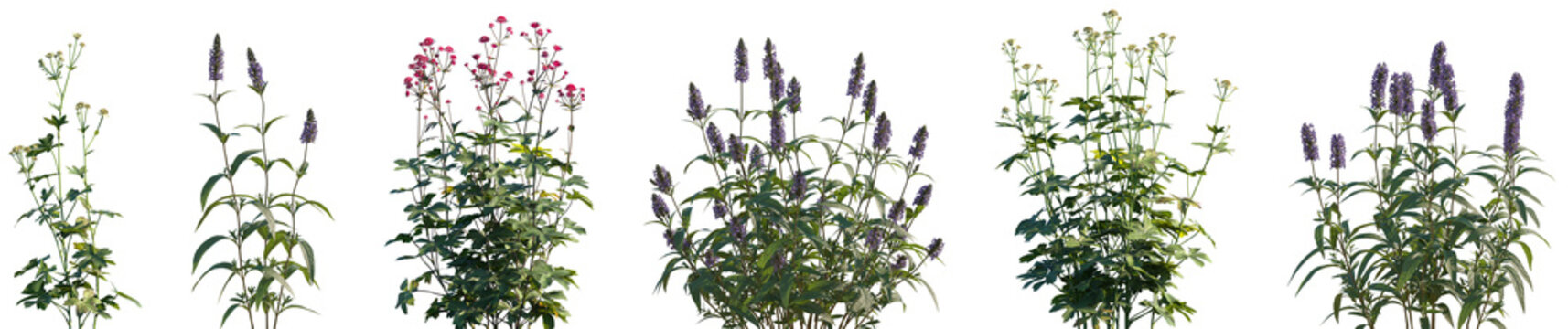 Set of Astrantia major and Nepeta nervosa frontal isolated png on a transparent background perfectly cutout high resolution