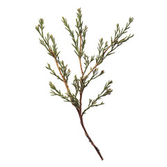 A detailed capture of a delicate conifer branch, showcasing its intricate structure and vibrant green needles. the branch is illuminated. 