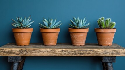 Succulents and cactus in terracotta pots on rustic wooden shelf against teal wall studio shot