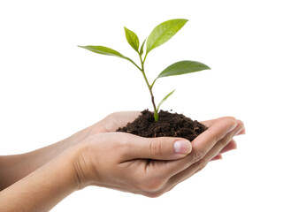 Hand Holding Plant Sprout