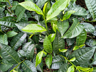 Close-up view of tea leaves