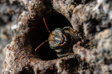 Stingless melipona bees cultivated in the Peruvian Amazon by native communities