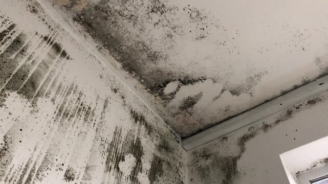 Water damage black causing mold growth on the interior walls of the property and in the attic