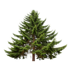 A tall, vibrant evergreen tree Isolated on Transparent Background