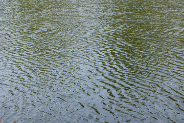 Ripples on the surface of a lake