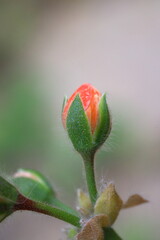 Beautiful Flowers Blooming In The Garden, Bodrum Turkey.. Macro Photography.
