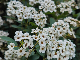Abundant White Blossoms and Developing Berries