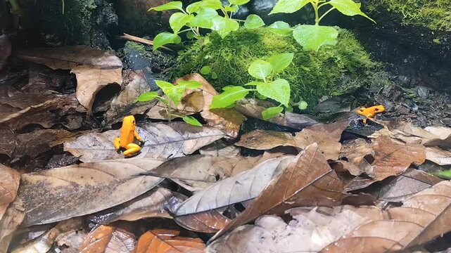 Golden poison frog endemic from the rainforests of Colombia. Phyllobates terribilis.