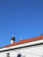 roof and chimney
