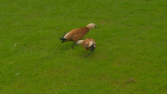 Ruddy shelducks