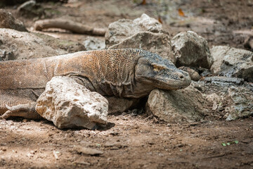 Komodo dragon in Komodo National Park Indonesia