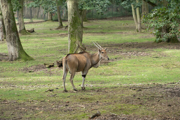 Antilope
