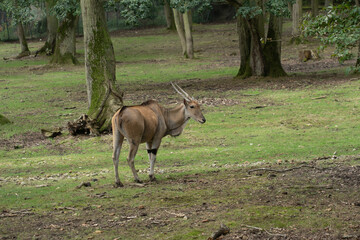 Antilope