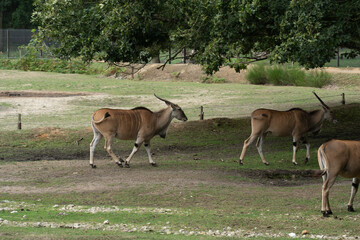 Antilope
